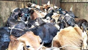 pudhari_import_wp-content_uploads_2023_09_Copy-of-नाशिक-3-4